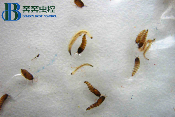 滅蟲公司告訴你如何防治蛾蠓