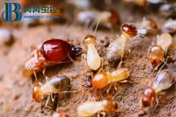 家中出現(xiàn)白蟻怎么辦？上海蟲控公司來告訴你！