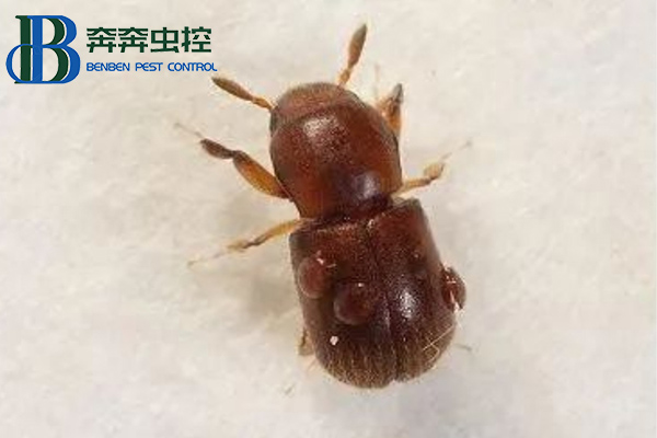 家里木材上發(fā)現(xiàn)蛀蟲怎么辦？