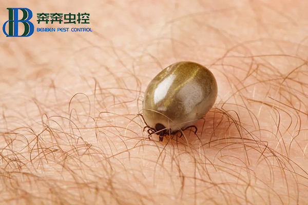 “小黑點(diǎn)，大危害”，蜱蟲叮咬怎么辦？