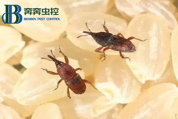 大米中的米象蟲能吃嗎？
