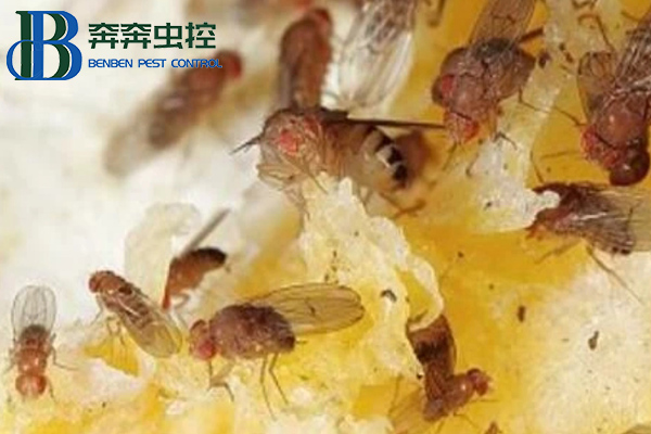 放在家里的水果總是有飛蟲，果蠅該如何消滅？