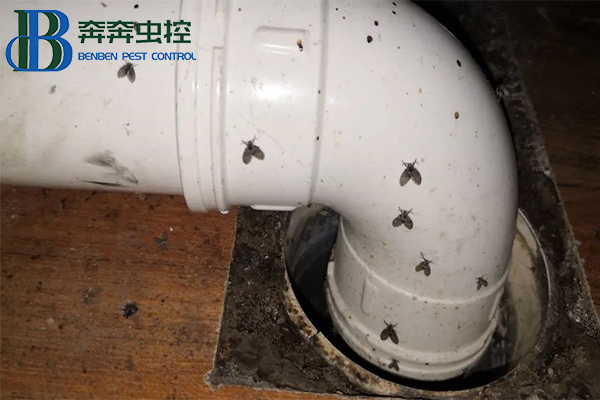 衛(wèi)生間里來了蛾蠓怎么辦？