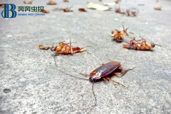 蟑螂這么強，怎樣才能徹底消滅蟑螂？