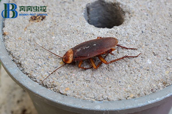 蟑螂這么強，怎樣才能徹底消滅蟑螂？