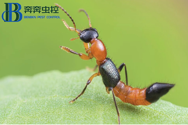 隱翅蟲，你有被它爬過嗎？