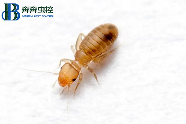 書虱的常見種類習性危害及防治方法