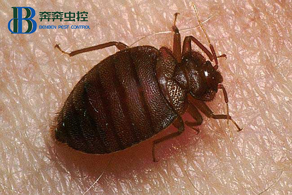 臭蟲是什么，對人體有啥危害，預(yù)防措施有哪些？