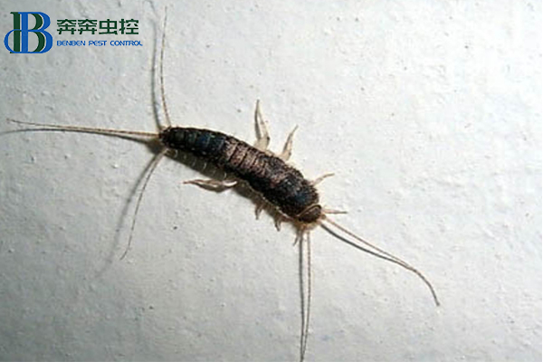 衣魚入侵家中？上海蟲控公司來告訴你！
