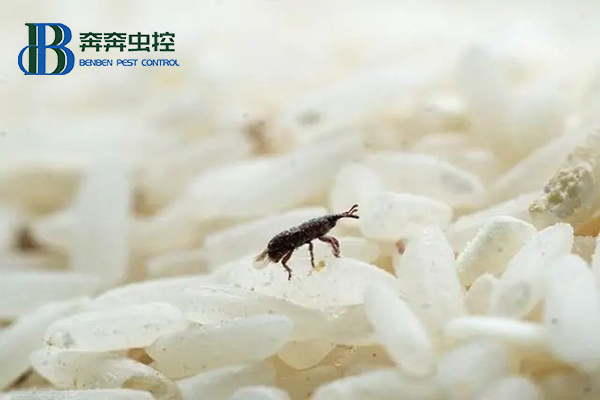 米蟲又稱米象，為何憑空出現(xiàn)在大米里?