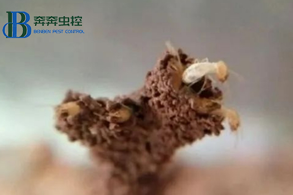 白蟻紛飛季，如何有效消滅白蟻