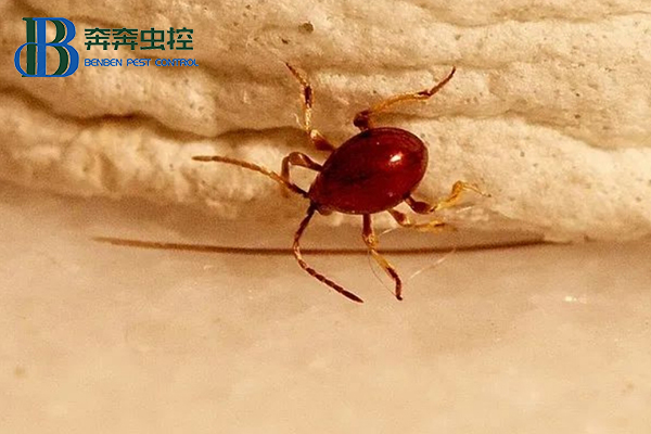 酒店或工廠倉庫遭遇蛛甲怎么辦？