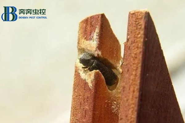 藏在木質(zhì)家具里的蟲子是什么？要怎么消滅？