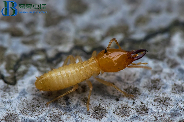 白蟻怎么滅？如何才能更有效的去除白蟻？