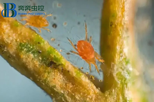 紅蜘蛛防治措施，幾招治住它，簡單高效！