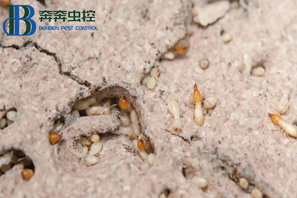家中發(fā)現(xiàn)白蟻怎么辦？
