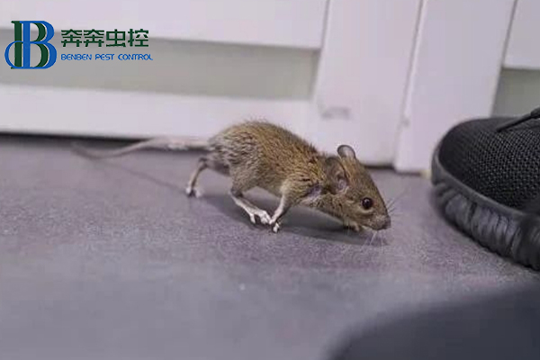 學校食堂的防鼠、滅鼠攻略