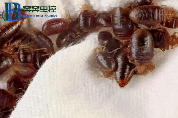 臭蟲從哪里來的，讓上海蟲控公司告訴你！