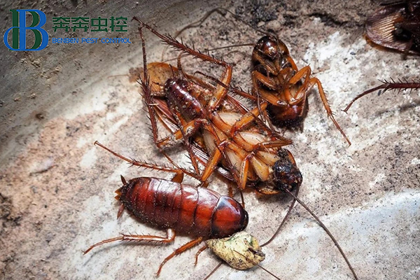 家里蟑螂成災(zāi)？是時候介紹真正的滅蟑技術(shù)了！