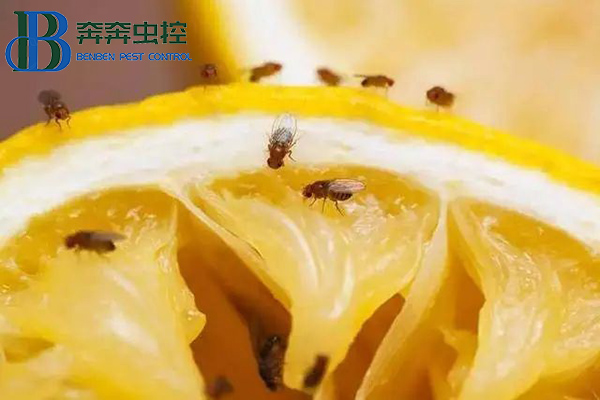 屋內(nèi)亂飛的果蠅如何處理？