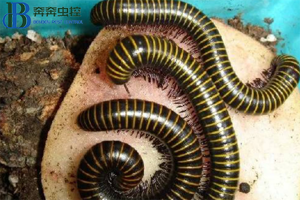 馬陸蟲(chóng)的危害以及消滅馬陸蟲(chóng)的方法