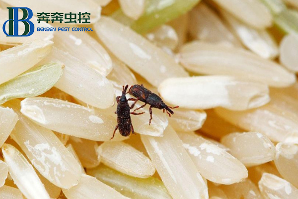 大米夏季會(huì)生蟲(chóng)？這蟲(chóng)是啥？