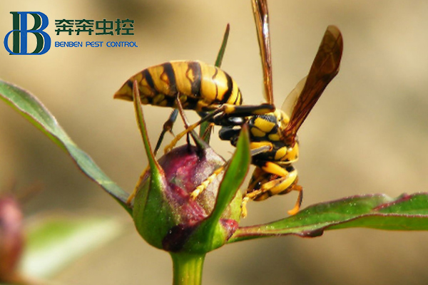 如何預(yù)防馬蜂侵害？