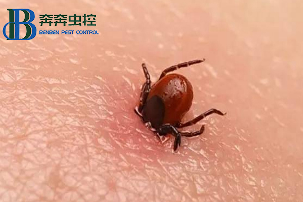 出游警惕蜱蟲(chóng)咬傷！