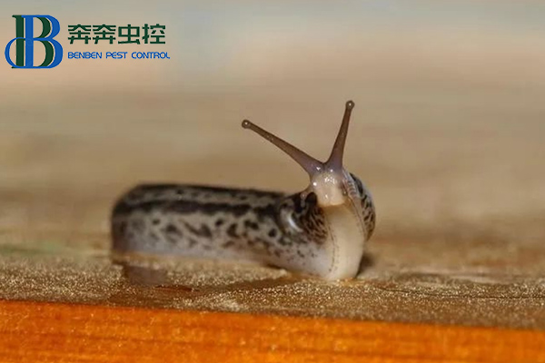 蔬果園如何清除蛞蝓？