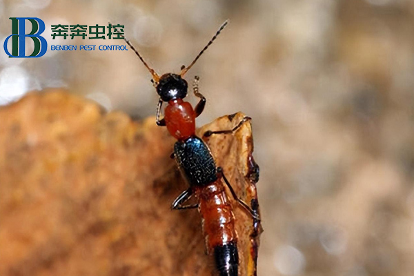 室內(nèi)隱翅蟲(chóng)從何而來(lái)，如何有效防治？