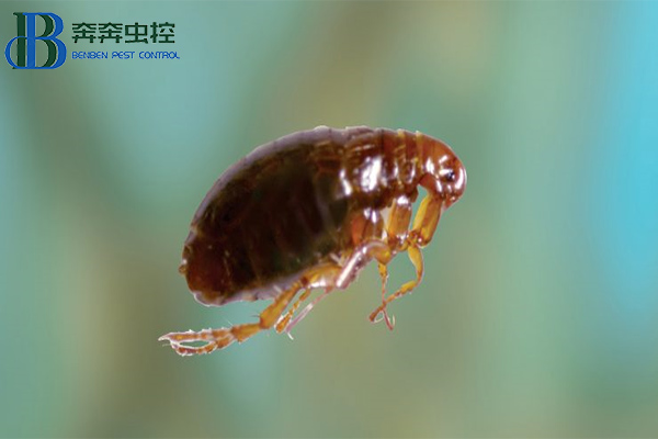 家中有跳蚤怎么辦？