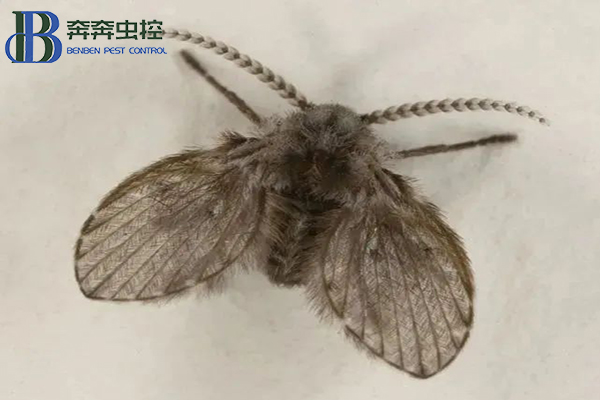 衛(wèi)生間里的小飛蛾？
