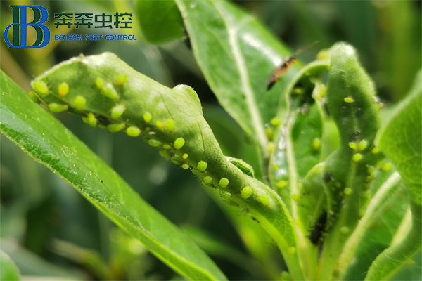 家庭園藝上的蚜蟲反反復復怎么防治？