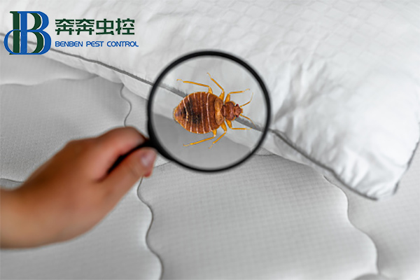 臭蟲有什么危害？如何消滅臭蟲？