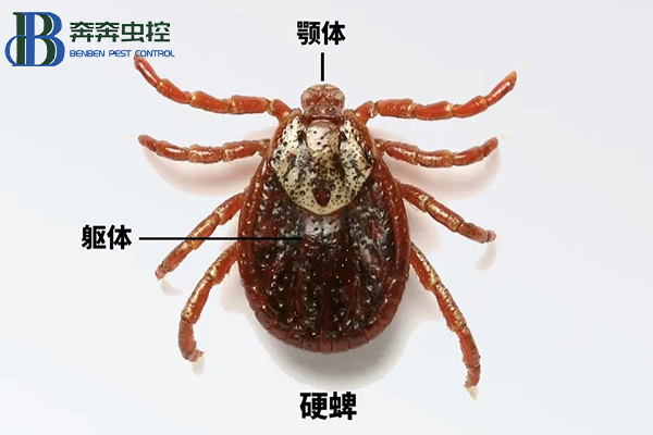  科學預防蜱蟲叮咬