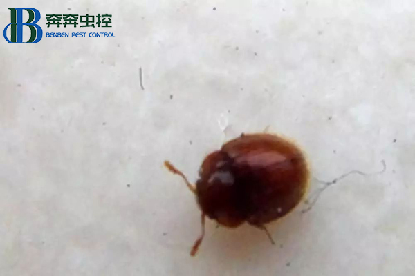 教您正確處理日本偽瓢蟲