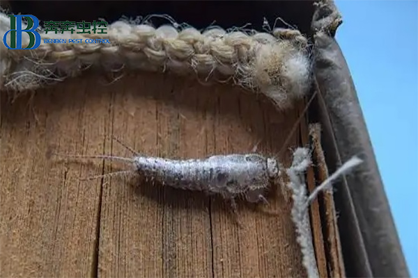 防治衣魚蟲全攻略