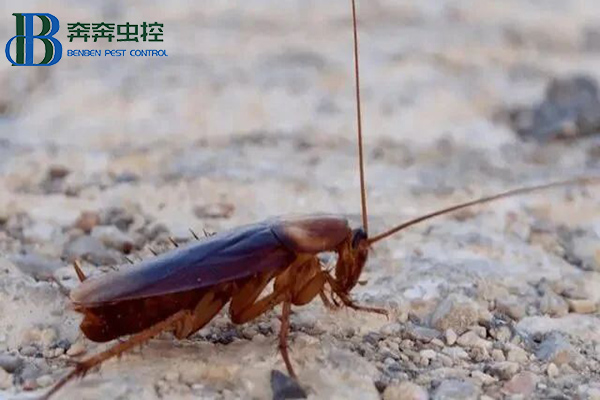 美洲大蠊是蟑螂嗎？美洲大蠊是什么蟲？