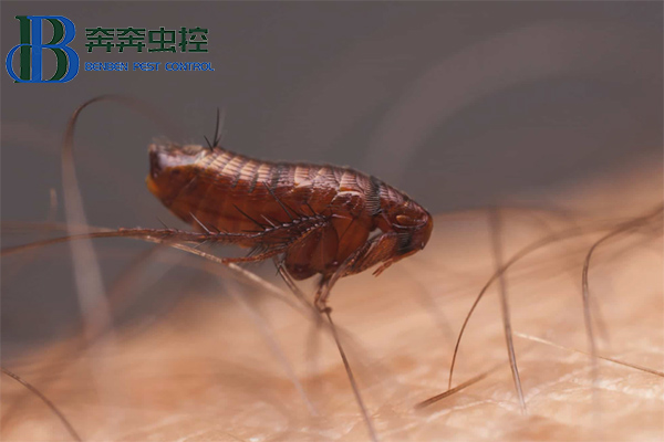 小小害蟲，大大麻煩