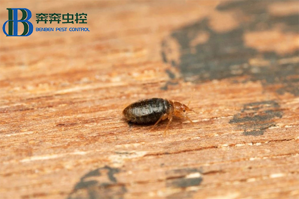 臭蟲不可怕，教你消滅他