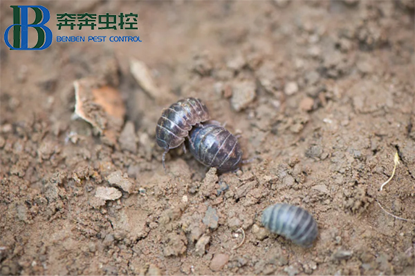 守護(hù)生活空間，遠(yuǎn)離鼠婦困擾