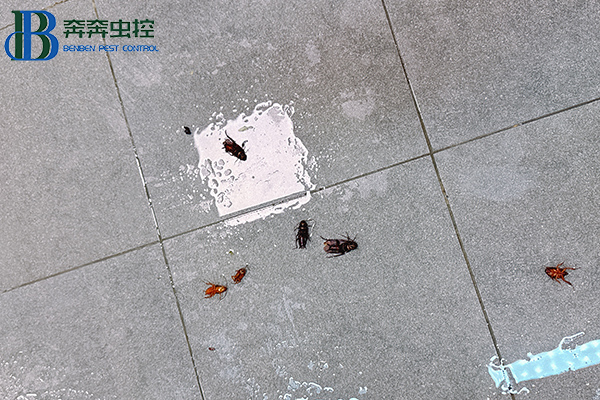 氣溫升高！家中“小強(qiáng)”出沒(méi)！