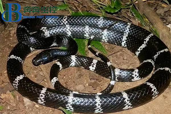 夏日蛇類活躍季，如何防治蛇？